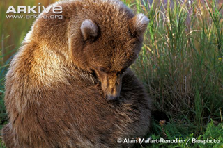 Illustration for article titled Thursidae - Ursus arctos Edition